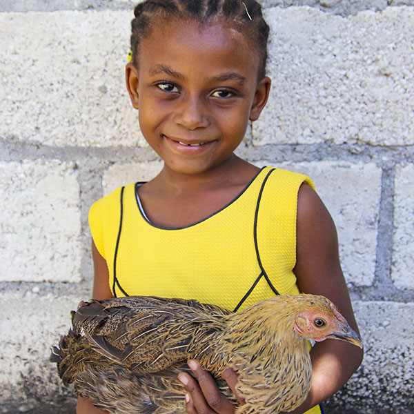 Chickens in Haiti, a perfect fit that gives on and on. Star of Hope Tent Mission