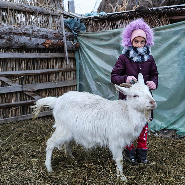 Tent mission goats christmas 